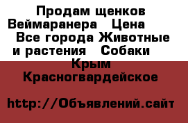 Продам щенков Веймаранера › Цена ­ 30 - Все города Животные и растения » Собаки   . Крым,Красногвардейское